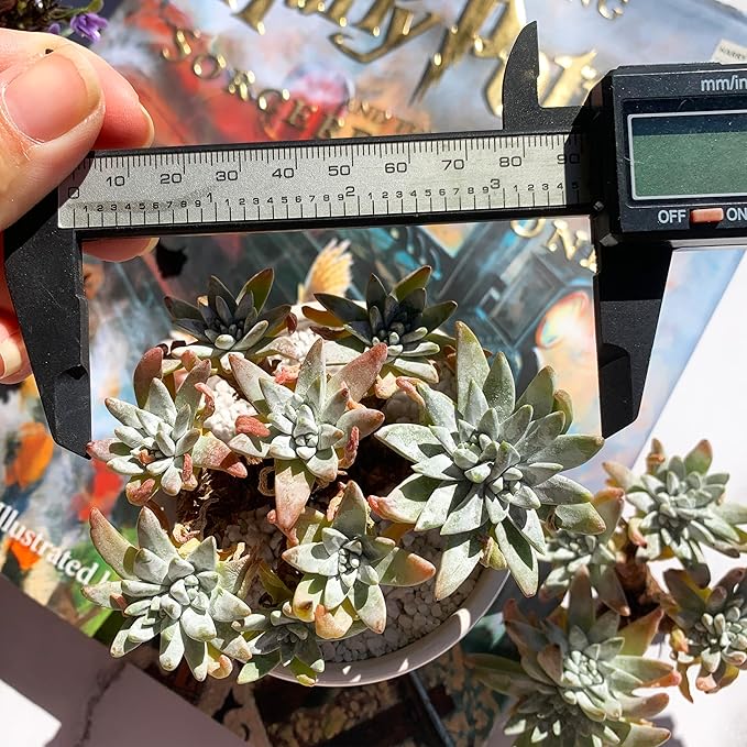 Dudleya Gnoma S.W.McCabe Rare Live Succulent Plants, 5-7 Heads 3.5" Bare Root Without Pot & Soil, Garden Indoor Office Desk Baby Shower Decoration, Friend Plant Lovers Gifts