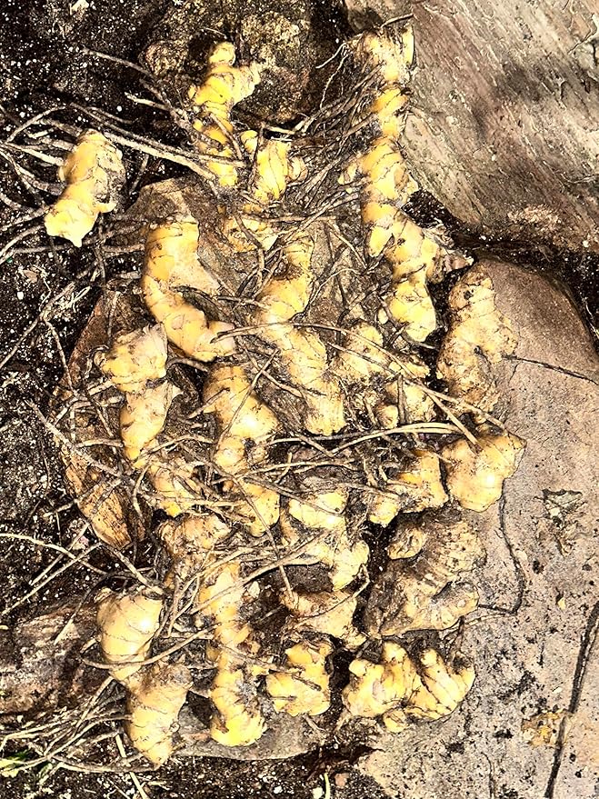 10 Count Awapuhi Wild Ginger Rhizomes Shampoo Live Plant,Fresh Roots Raw, Zingiber Zerumbet Pinecone Bitter Ginger, Hawaiian Ginger Lily, Pinecone Ginger Red Ginger Roots for Planting