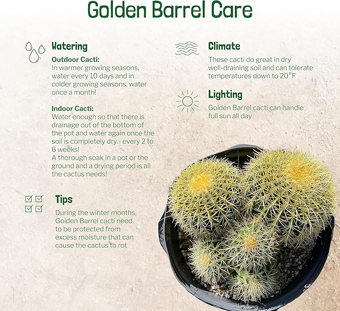 Cactus Outlet - Golden Barrel Cactus Plant - Live Cactus Plants - Barrel Cactus Plants Live - 10 Gal - Landscape Ready Barrel Cactus Plants Live Delivered Right to Your Door - Live Plants Outdoor