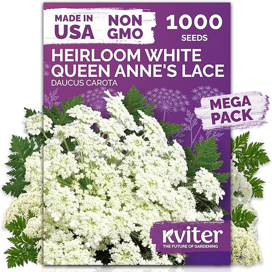 KVITER 1000 White Queen Anne's Lace Seeds (Ammi Majus) – Bishop Flower, Heirloom, Non GMO & Organic Wildflower, False Queen Annes Lace – Pollinator-Friendly Flower Seeds to Plant Outside in any Garden