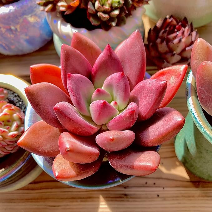 Graptoveria Ruby Donna Rare Live Succulent Plants, Mini Pink 1 Head 2" Live Plant, Package Without Pot & Soil, Garden Indoor Office Desk Wedding Party Baby Shower Decoration, Friend Plant Lovers Gifts