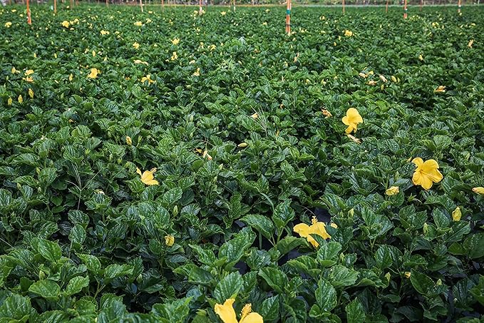 Braided Hibiscus Live Tree - Yellow Ft. Myers - Overall Height 38" to 44" - Tropical Plants of Florida (Plant Only)