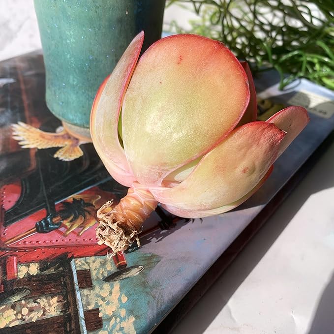 Echeveria Neon Glow Rare Live Succulent Plants, 1 Head 3.5" Bare Root Without Pot & Soil, Garden Indoor Office Desk Baby Shower Decoration, Friend Plant Lovers Gifts