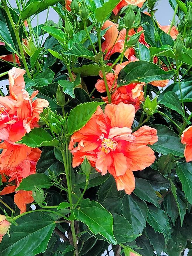 Braided Live Hibiscus Tree - Double Peach Flower - Tropical Plants of Florida - Overall Height 38" to 44" (Plant Only)