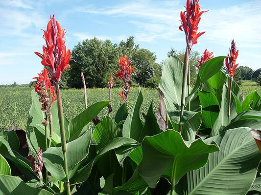 Beautiful Large Red Canna, Robert Kemp Canna Lily Fresh Top Size Bulb/Plant/Rhizome