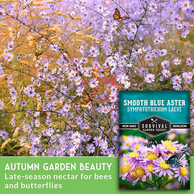 Survival Garden Seeds - Smooth Blue Aster Seeds for Planting | Symphyotrichum laeve | North American Native Wildflower | 1 Pack