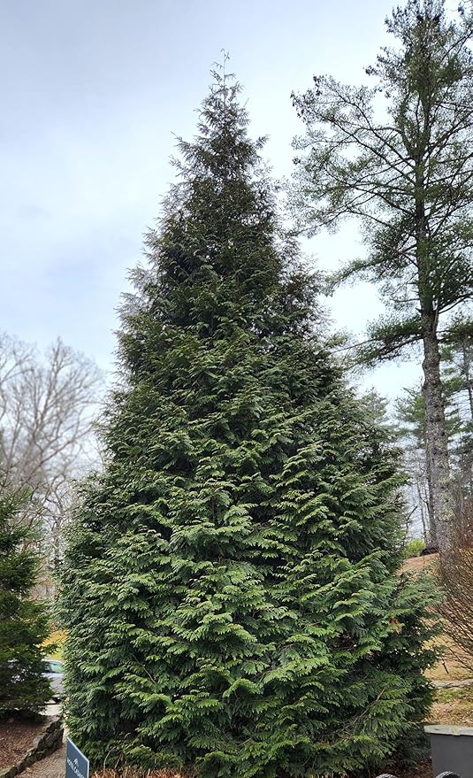 Thuja Green Giant Arborvitae Lot of 4, 3 Inch Pot
