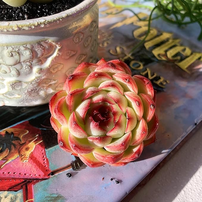 Echeveria Soul Fairy Rare Live Succulent Plants, 1 Head 2.5" Bare Root Without Pot & Soil, Garden Indoor Office Desk Baby Shower Decoration, Friend Plant Lovers Gifts