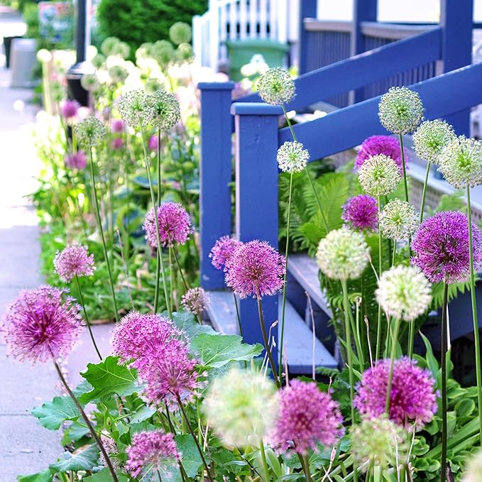 Garden State Bulb Wild About Mixed Allium Flower Bulbs, 10/12cm, Fall Planting (Bag of 25)