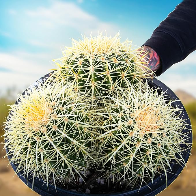 Cactus Outlet - Golden Barrel Cactus Plant - Barrel Cactus Plants Live - Cluster 5 Gal - Landscape Ready Barrel Cactus Plants Live Delivered Right to Your Door - Live Plants Outdoor