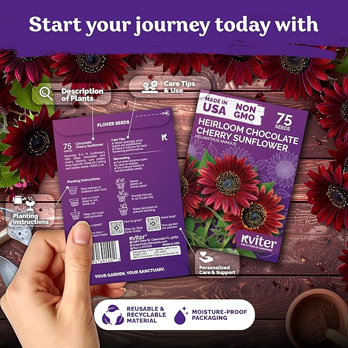 KVITER 75 Chocolate Cherry Sunflower Seeds to Plant (Helianthus annuus) – Heirloom Seed Non GMO Organic Sunflowers Variety, Long Vase-Life Blooms – Flower Seeds for Planting in Home Garden