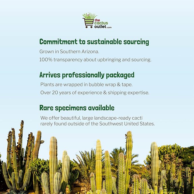 Cactus Outlet - Golden Barrel Cactus Plant - Barrel Cactus Plants Live - Cluster 5 Gal - Landscape Ready Barrel Cactus Plants Live Delivered Right to Your Door - Live Plants Outdoor