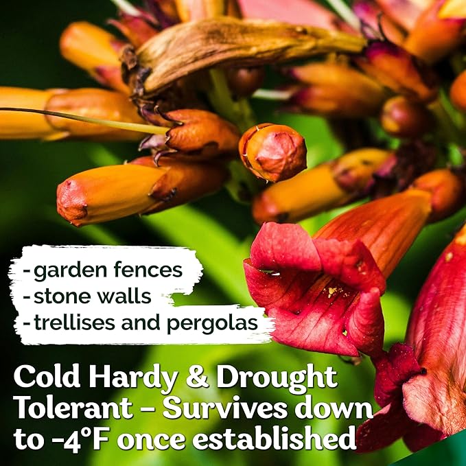 KVITER 100 Red Trumpet Vine Seeds for Planting (Campsis Radicans) – Trumpet Creeper, Organic & Heirloom Hummingbird Vine – Perennial Flower Seeds to Plant Outside – Fences, Trellises & Outdoor Garden