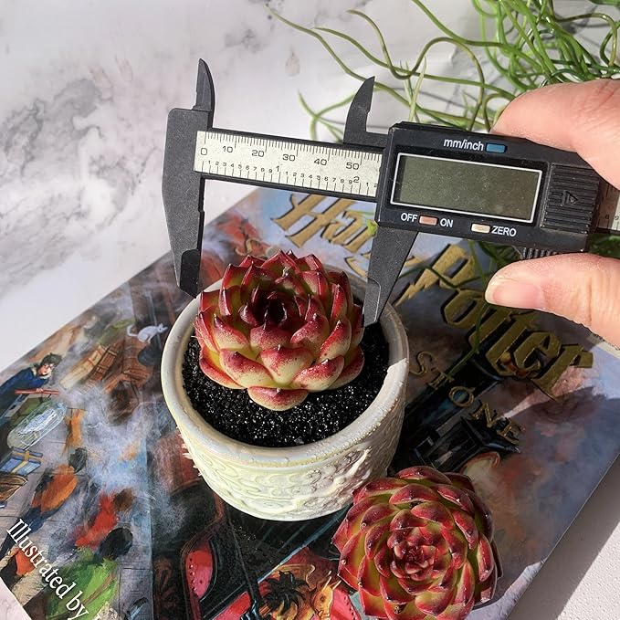 Echeveria Moon Stone Rare Live Succulent Plants, 1 Head 2.5" Bare Root Without Pot & Soil, Garden Indoor Office Desk Baby Shower Decoration, Friend Plant Lovers Gifts