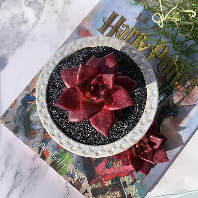 Echeveria Agavoides v Romeo Rubin Big Rare Live Succulent Plants, 1 Head 2-2.5" Bare Root Without Pot & Soil, Garden Indoor Office Desk Baby Shower Decoration, Friend Plant Lovers Gifts