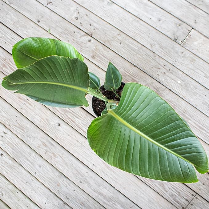 United Nursery White Bird of Paradise – Strelitzia Nicolai in 10” Grower Pot – 32–36 Inches Tall – Large Tropical Indoor Plant – Easy-Care Air-Purifying Floor Plant for Home or Office
