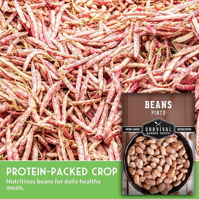 Pinto Bean Seeds for Planting - 5 Packets with Instructions for Growing Mottled/Peruano Beans in The Home Vegetable Garden - Non-GMO Open-Pollinated Heirloom & Untreated - Survival Garden Seeds