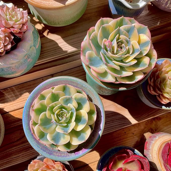 Echeveria Secunda VAR. Glauca Variegated Rare Live Succulent Plants, Green 1 Head 3.5" Live Plant, Package Without Pot & Soil, Garden Indoor Office Desk, Wedding Party Decoration, Friend Lovers Gifts