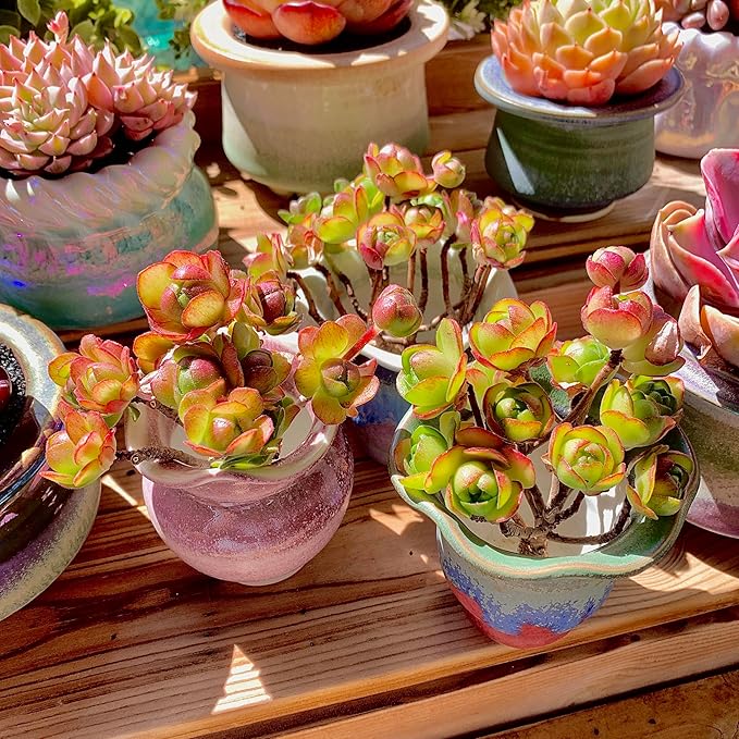 Aeonium saundersii Pinheads Rare Live Succulent Plants, Pink Cluster 3.5" Live Plant, Package Without Pot Soil, Garden Indoor Office Desk Wedding Party Baby Shower Decoration, Friend Plant Lovers Gift