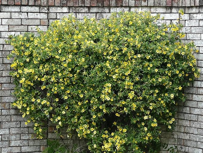 Carolina Jasmine Plant, Live Evergreen Vine, Fragrant Yellow Blooms, Fast Growing Climber for Trellis, Fences, or Arbors - Gelsemium sempervirens - 2 Bags