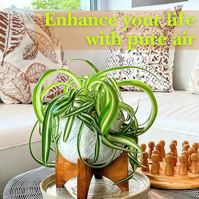 Dr. Lu’s Organic Bonnie Curly Spider Plant | Air Purifying House Plants | Rooted Spider Plant | Easy Grow Indoor Plants | Live Plants in 4'' Nursery Pot