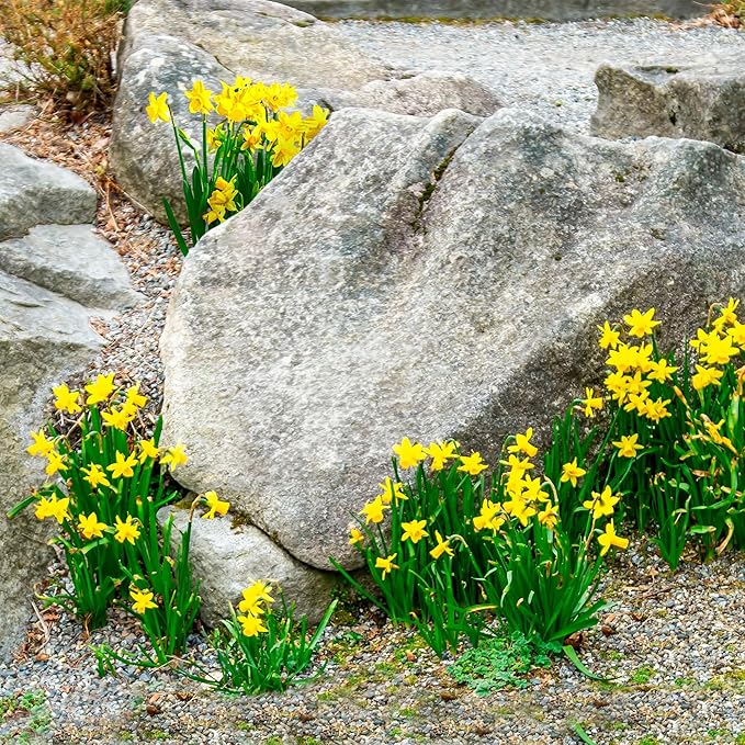Garden State Bulb Narcissus Rock Garden Mix Daffodil Flower Bulbs, 12/14cm, Fall Planting (Bag of 25)