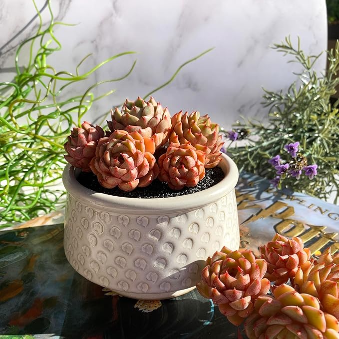 Echeveria Ben Badis Rare Live Succulent Plants, Cluster 3.5" Bare Root Without Pot & Soil, Garden Indoor Office Desk Baby Shower Decoration, Friend Plant Lovers Gifts