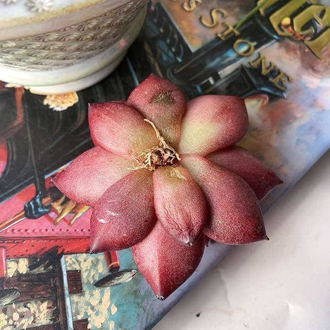 Echeveria Agavoides v Romeo Rubin Big Rare Live Succulent Plants, 1 Head 2-2.5" Bare Root Without Pot & Soil, Garden Indoor Office Desk Baby Shower Decoration, Friend Plant Lovers Gifts