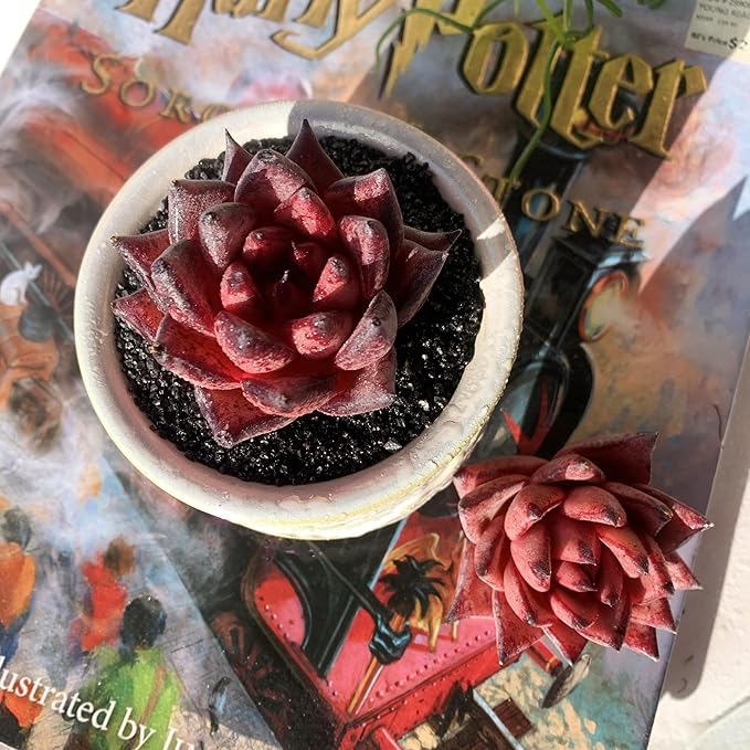 Echeveria Agavoides Romeo Rare Live Succulent Plants, 1 Head 2.5" Bare Root Without Pot & Soil, Garden Indoor Office Desk Baby Shower Decoration, Friend Plant Lovers Gifts