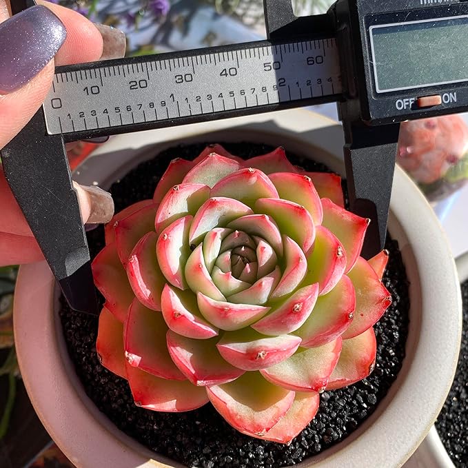 Echeveria Silhouette Rare Live Succulent Plants, 1 Head 3.5" Bare Root Without Pot & Soil, Garden Indoor Office Desk Baby Shower Decoration, Friend Plant Lovers Gifts