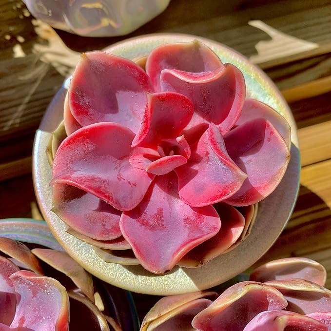 Echeveria Rainbow Variegated Rare Live Succulent Plants, Pink 1 Head 3.5" Live Plant, Package Without Pot & Soil, Garden Indoor Office Desk, Wedding Party Baby Shower Decoration, Friend Lovers Gifts