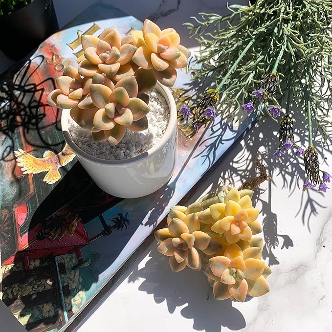 Graptoveria Paraguayense Bernalense Variegated Rare Live Succulent Plants, Cluster 3" Bare Root Without Pot & Soil, Garden Indoor Office Desk Baby Shower Decoration, Plant Lovers Gifts