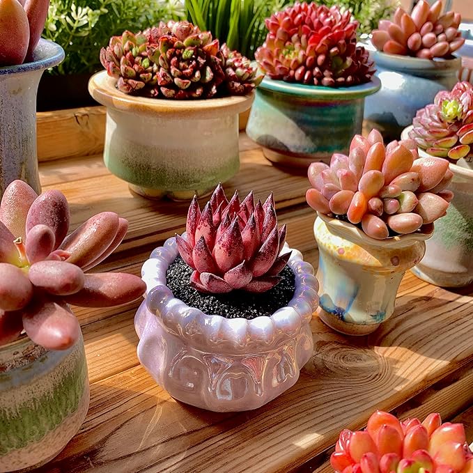 Echeveria Agavoides Romeo Rare Live Succulent Plants, Red 1 Head 2.7" Live Plant, Bare root without Pot Soil, Garden Indoor Office Desk, Wedding Party Baby Shower Decoration, Friend Plant Lovers Gifts