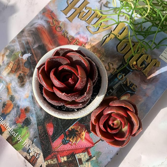 Echeveria Red Lantern Rare Live Succulent Plants, 1 Head 3.6" Red, Bare Root Without Pot & Soil, Garden Indoor Office Desk Baby Shower Decoration, Friend Plant Lovers Gifts