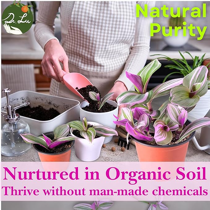 Dr. Lu’s Organic Pink Wandering Jew Live Plant | Rare Tradescantia Nanouk | Rooted House Plants | Easy Grow Indoor Plants | 6'' Nursery Pot