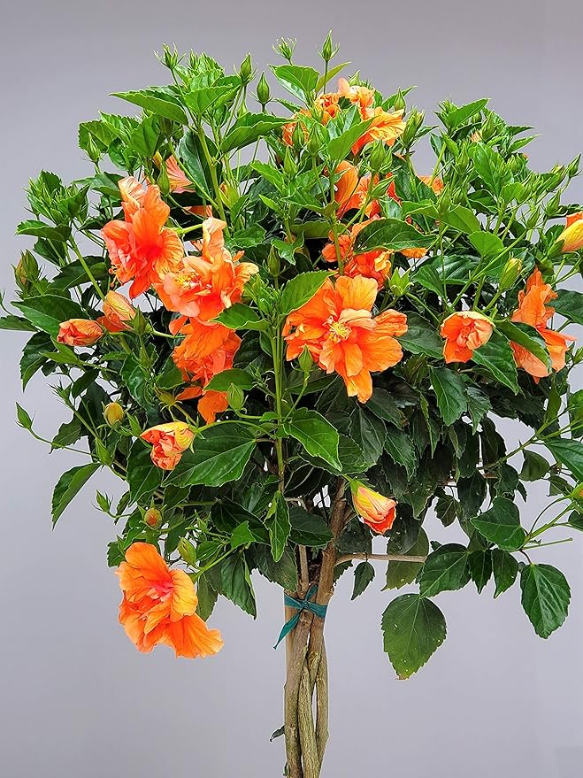 Braided Live Hibiscus Tree - Double Peach Flower - Tropical Plants of Florida - Overall Height 38" to 44" (Plant Only)