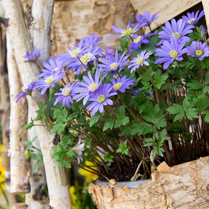 Easy to Grow Anemone Blanda Blue Shades 20 Plant Bulbs - Blue Violet Flowers in Spring Outdoor, Full Sun