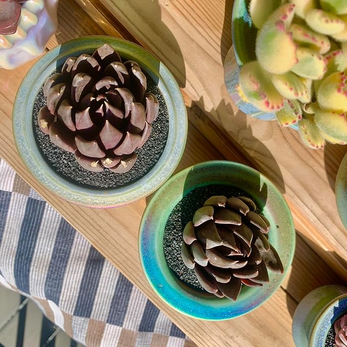 FWPP Live Succulents Plants Echeveria Affinis 2 inches,Rare Black Succulents Bare Root Without Pot Soil, Live Plants Indoor Office Decoration Wedding and Gift