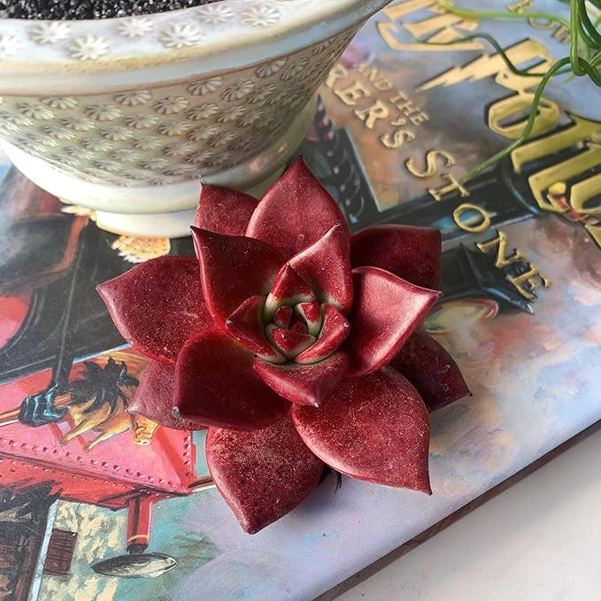 Echeveria Agavoides v Romeo Rubin Big Rare Live Succulent Plants, 1 Head 2-2.5" Bare Root Without Pot & Soil, Garden Indoor Office Desk Baby Shower Decoration, Friend Plant Lovers Gifts