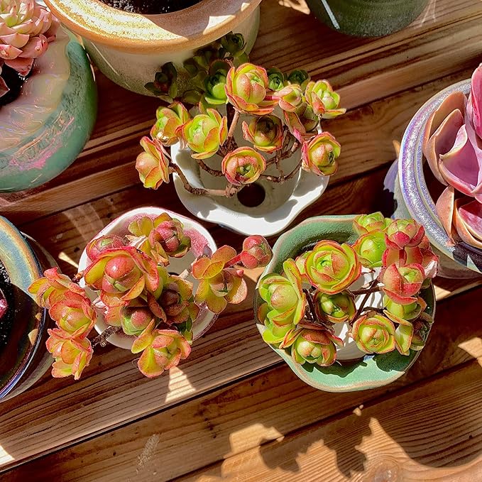 Aeonium saundersii Pinheads Rare Live Succulent Plants, Pink Cluster 3.5" Live Plant, Package Without Pot Soil, Garden Indoor Office Desk Wedding Party Baby Shower Decoration, Friend Plant Lovers Gift