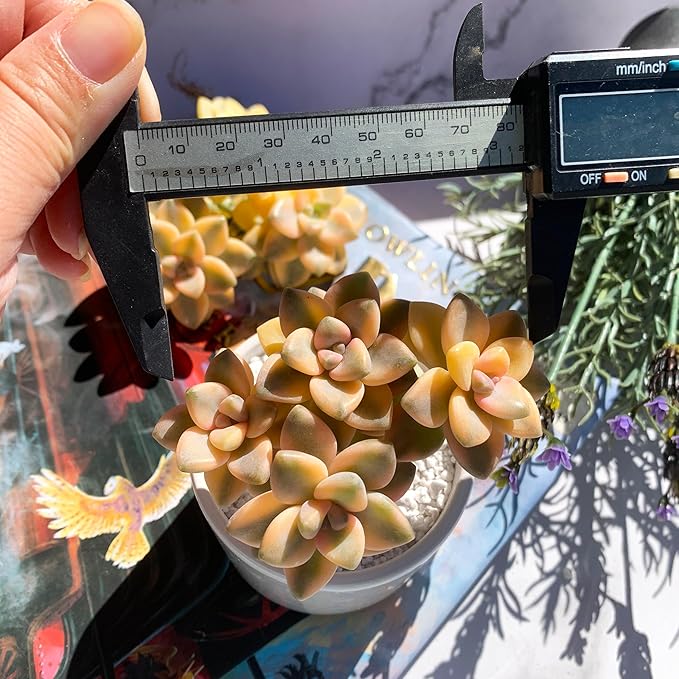 Graptoveria Paraguayense Bernalense Variegated Rare Live Succulent Plants, Cluster 3" Bare Root Without Pot & Soil, Garden Indoor Office Desk Baby Shower Decoration, Plant Lovers Gifts