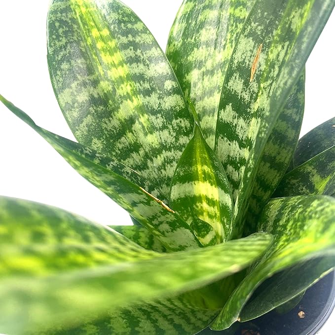 BubbleBlooms Bird's Nest Snake Plant, 4 inch Pot Green Striped Snakeplant, Sansevieria trifasciata