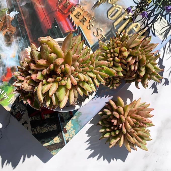 Echeveria Ek Soul Variegated Crested Rare Live Succulent Plants, 3.5" Bare Root Without Pot & Soil, Garden Indoor Office Desk Baby Shower Decoration, Friend Plant Lovers Gifts