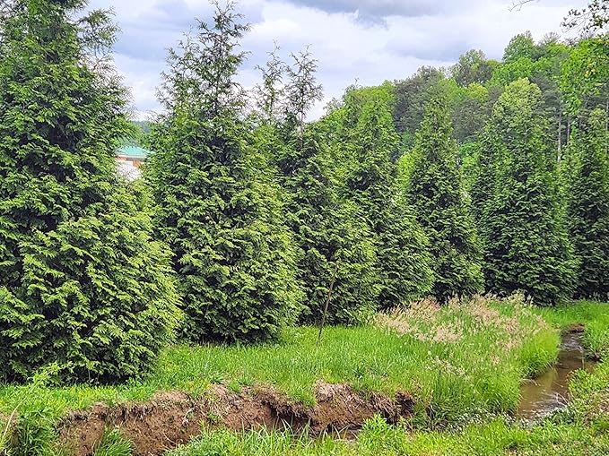 Thuja Green Giant Arborvitae Tree, 3 Inch Pot