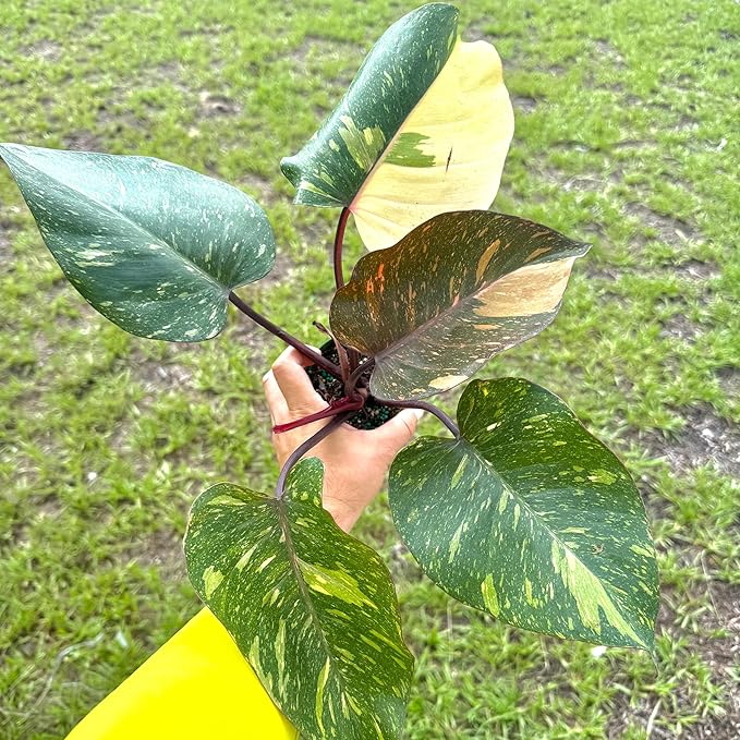 Live Philodendron Orange Princess Plant – 4” Indoor Variegated Aroid with Dark Green and Copper-Orange Foliage | Air Purifying Houseplant for Low Light Rooms | Houseplant for Home or Office Decor