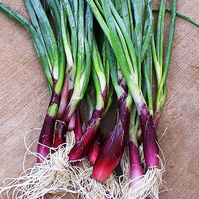Delicious Salad Green Onion Scallions Seeds - Easy to Grow - 1600 Seeds