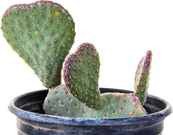 Cactus Outlet - Beavertail Prickly Pear Cactus Plants Live - Live Cactus Plants - Beavertail Cactus - Prickly Pear Plant Live - Landscape Ready Cactus Plants Live Delivered Right to Your Door