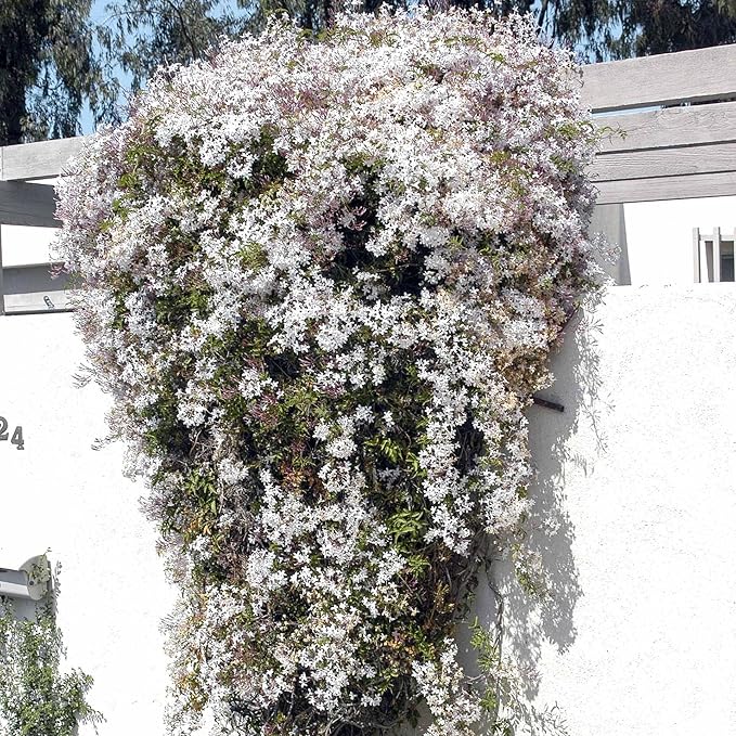 Pink Jasmine Vine - Jasminum Polyanthum - Fragrant & Blooming, Perfect for Indoor/Outdoor Decor (4 Pink jas sacs)
