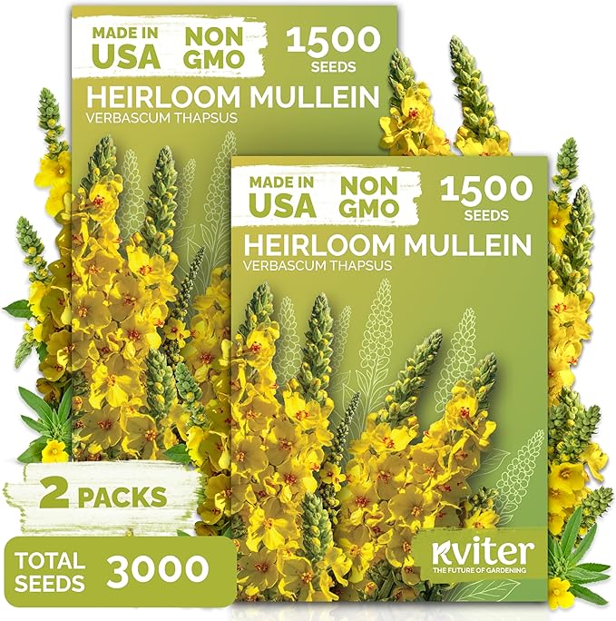 KVITER 3,000 Mullein Seeds for Planting (Verbascum Thapsus), 2 Pack – Mullein Herb, Heirloom Seed Non GMO Organic – Ideal for Herb Garden – US Grown Herbs Flower Seeds
