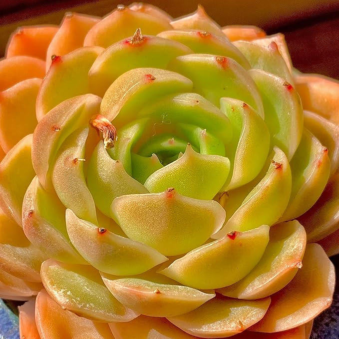 Echeveria Onslow Rare Live Succulent Plants, Orange 1 Head 2.5" Live Plant, Package Without Pot & Soil, Garden Indoor Office Desk, Wedding Party Baby Shower Decoration, Friend Plant Lovers Gifts